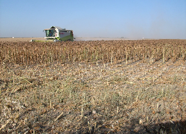 recolección de girasol