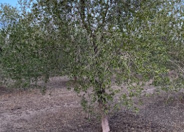 Olivar afectado por la sequía