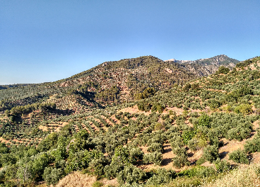 Olivares de la Sierra de Segura