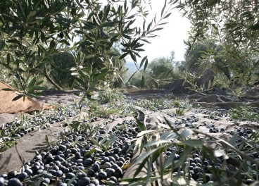 Recogida de aceituna