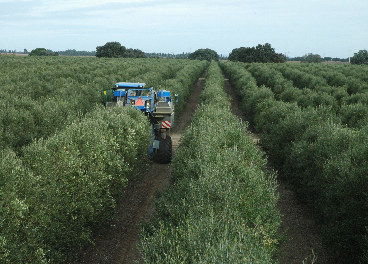 Olivar Ferreira do Alentejo