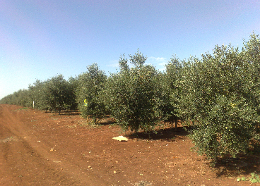 Nuevas plantaciones olivar