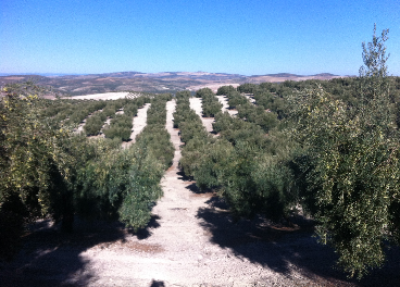 Nieve en olivar