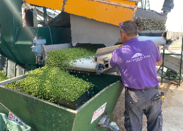 Trabajador de la aceituna