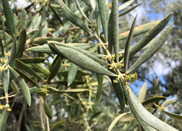 Floración en abril