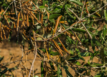 Olivo afectado por Xylella