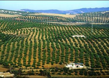 Extensión de campos de olivos