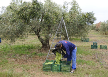 olivos griegos