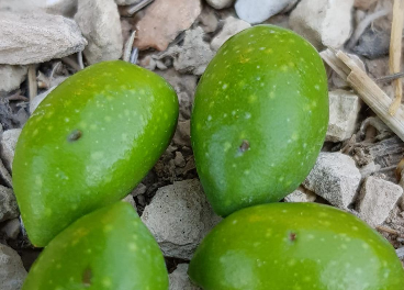 Aceituna picada por mosca en el suelo