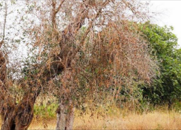 Olivo infectado de Xylella.