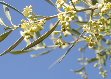 olivos en flor