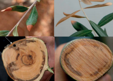 Síntomas de Xylella en el olivo