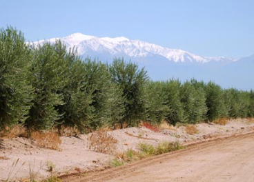 Olivares de Argentina