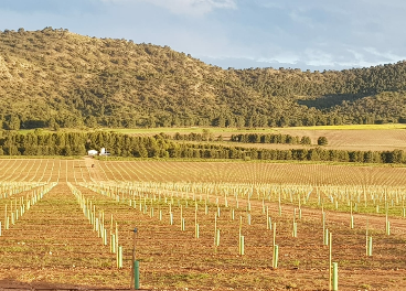 plantación de pistachos