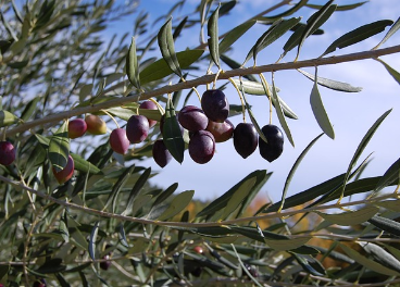 Femmes Du Rif produce aceite de oliva virgen extra orgánico con IGP.