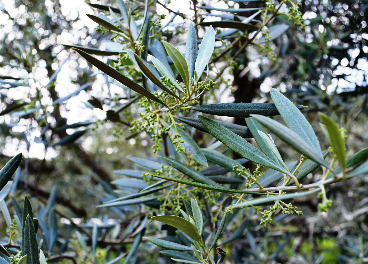 Floración olivo