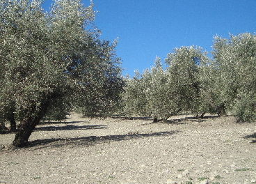olivar de secano