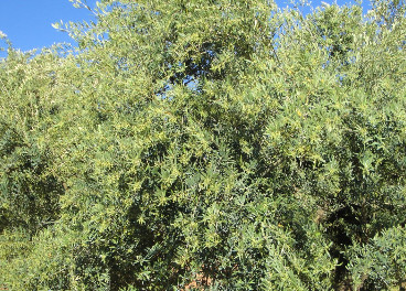 Olivar en floración, ICL