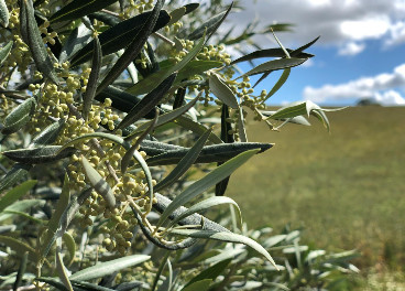 Floración en mayo