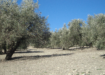 Olivar de Jaén