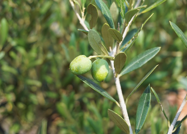 Las buenas prácticas en aspectos como la poda contribuyen a aumentar la producción de los olivos.