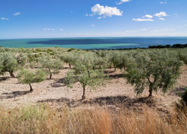 Olivos de Puglia